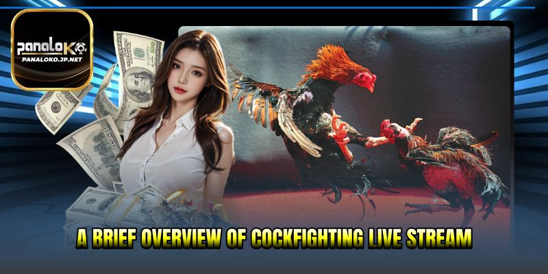 A brief overview of cockfighting live stream