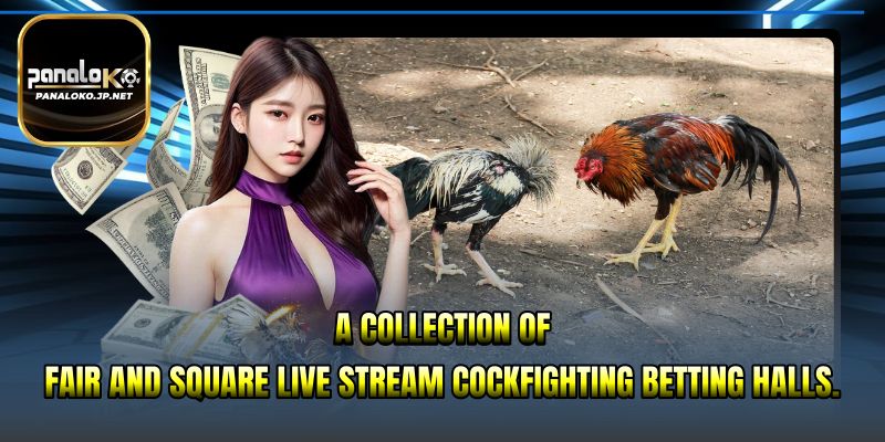 A collection of fair and square live stream cockfighting betting halls.