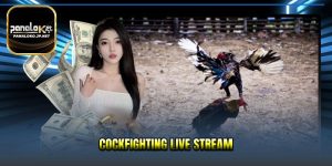 Cockfighting Live Stream - Live High-Level Cockfighting 2026