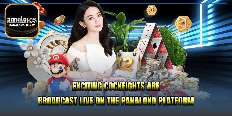 Exciting cockfights are broadcast live on the PANALOKO platform