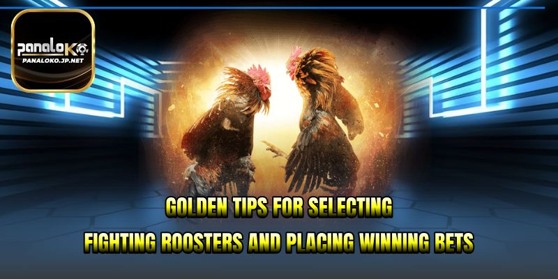 Golden tips for selecting fighting roosters and placing winning bets